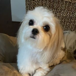 Meet your Posher, Judi